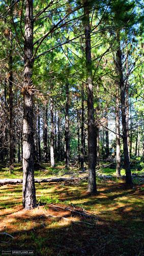 Pine Plantation, WA. 